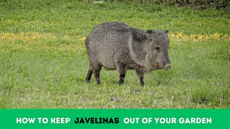 how to keep javelinas away